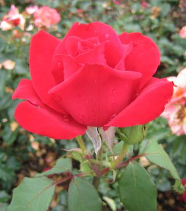 A perfect rose